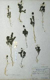 Image of Euphrasia coreana