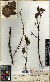 Ficus sarmentosa image