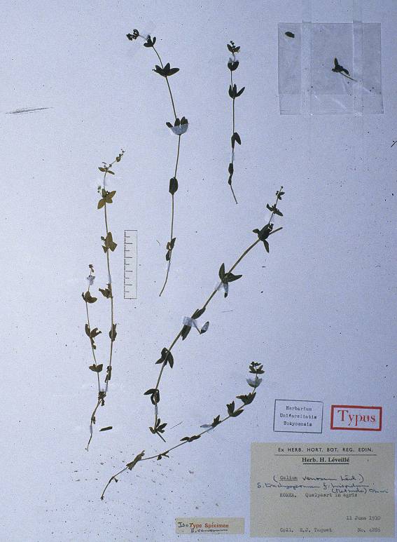 Galium bungei var. trachyspermum image