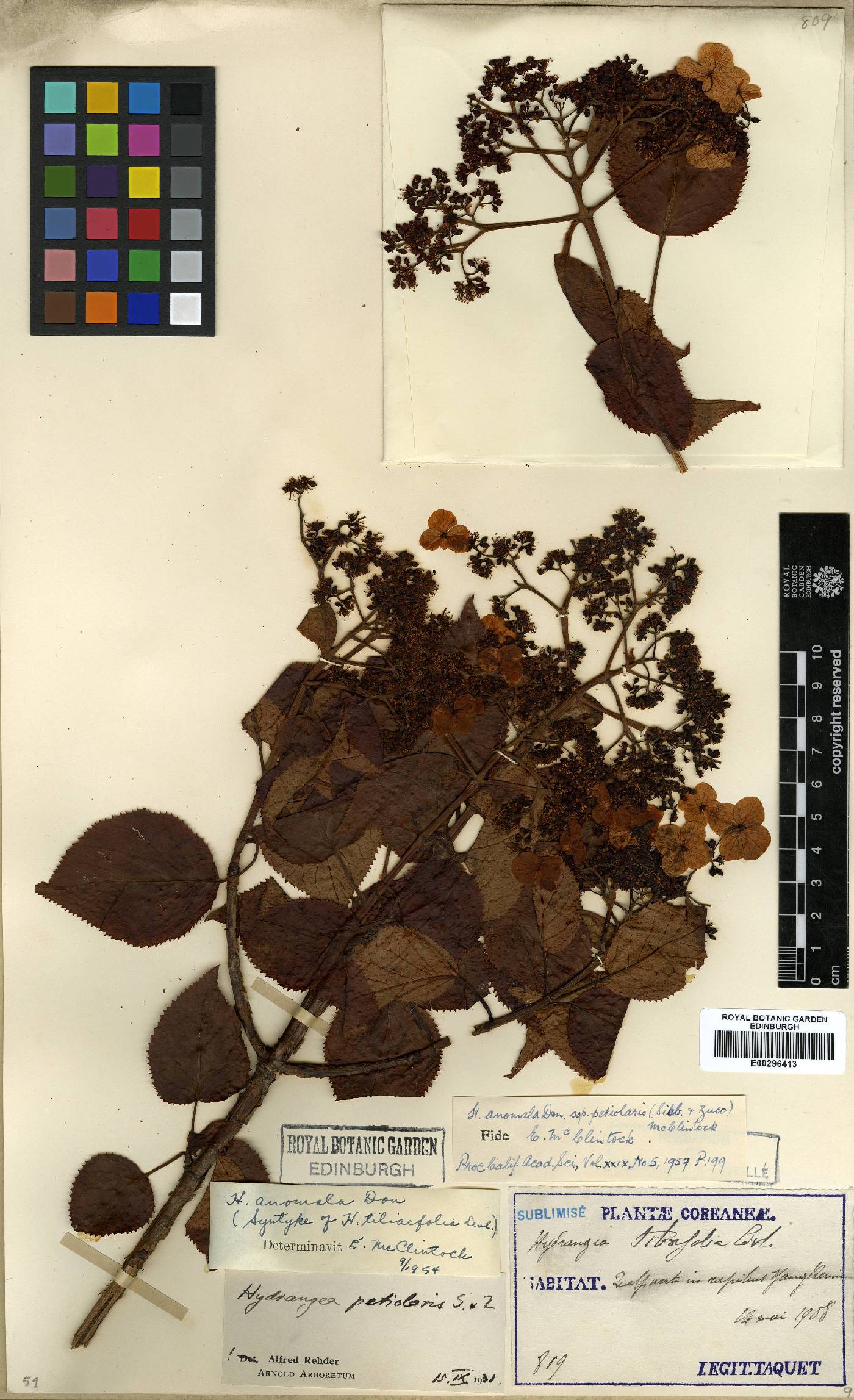 Hydrangea image