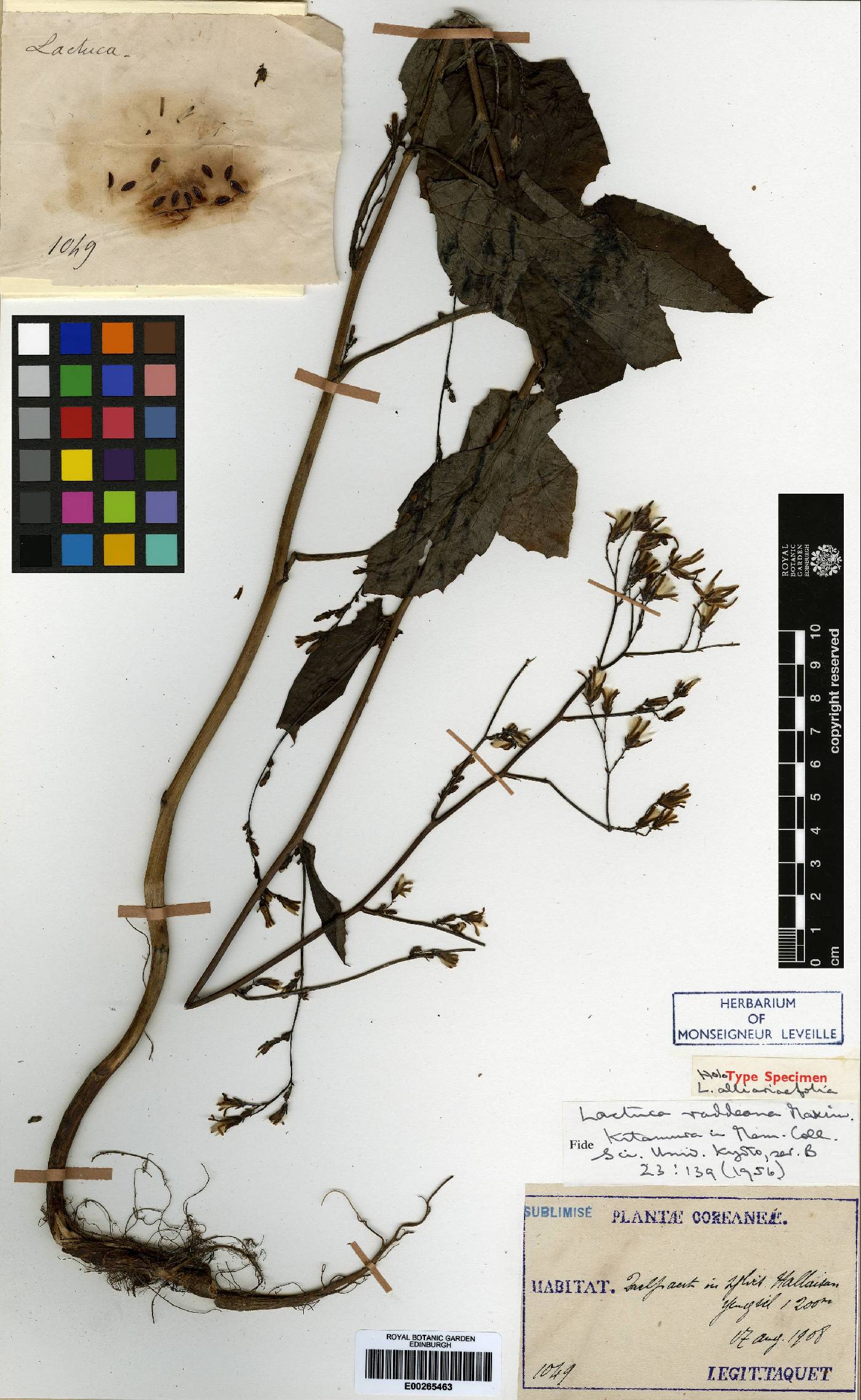 Lactuca raddeana image