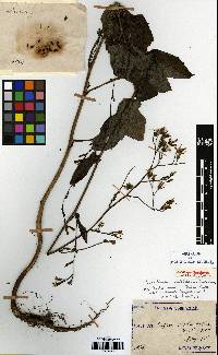 Lactuca raddeana image