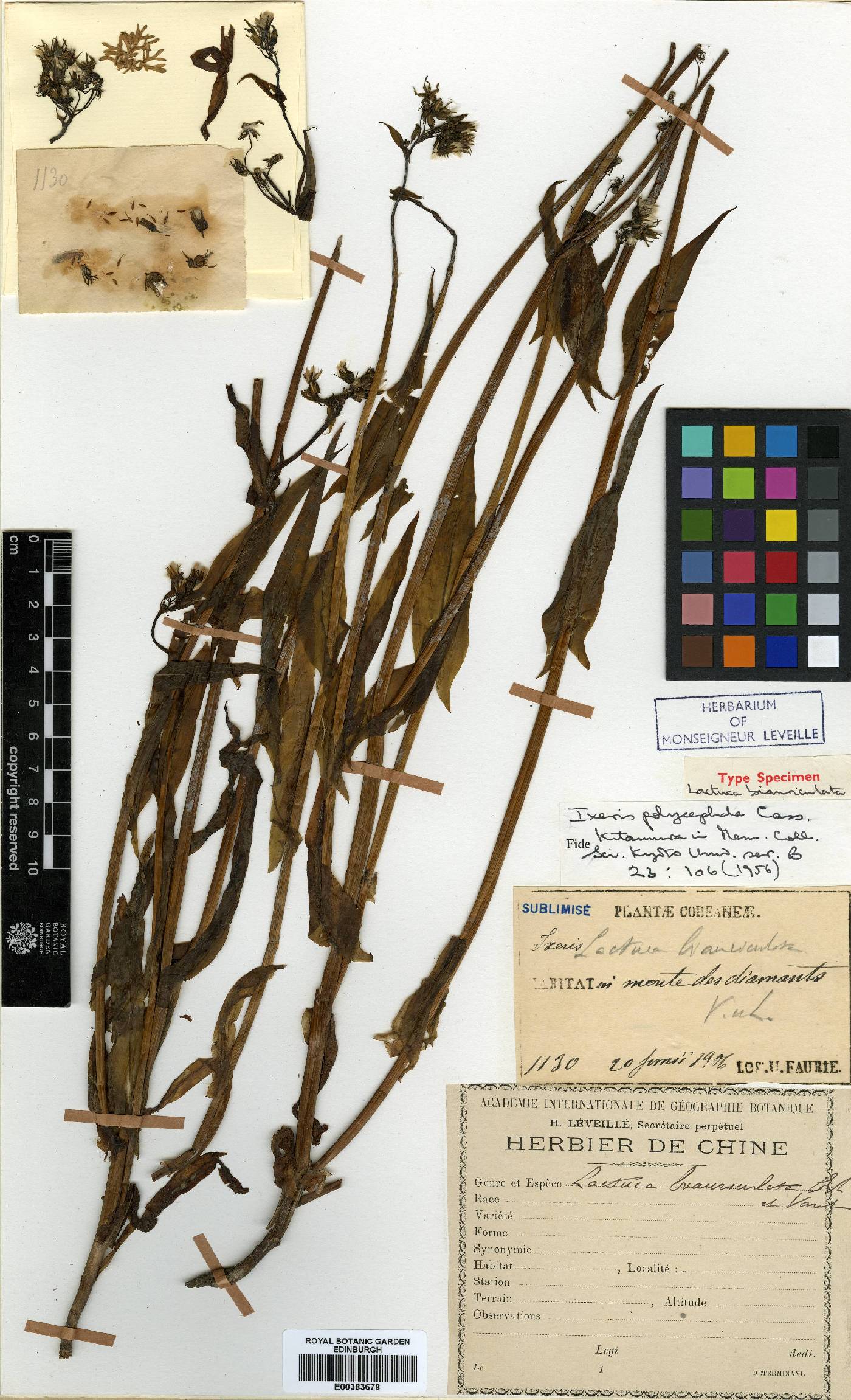 Ixeris polycephala image