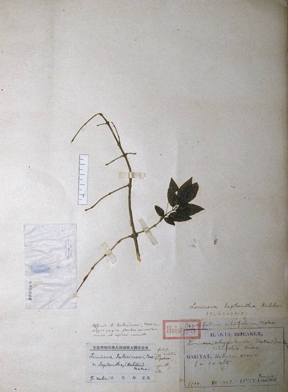 Lonicera tatarinowii image
