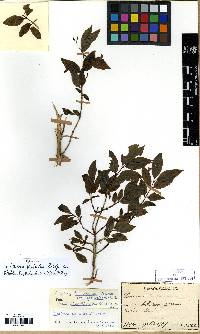 Lonicera tatarinowii image