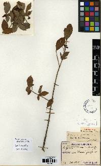 Rhamnella franguloides image