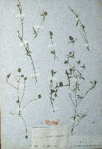 Mosla japonica image