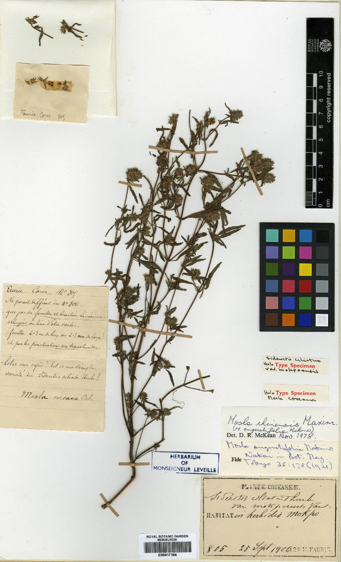 Mosla japonica image