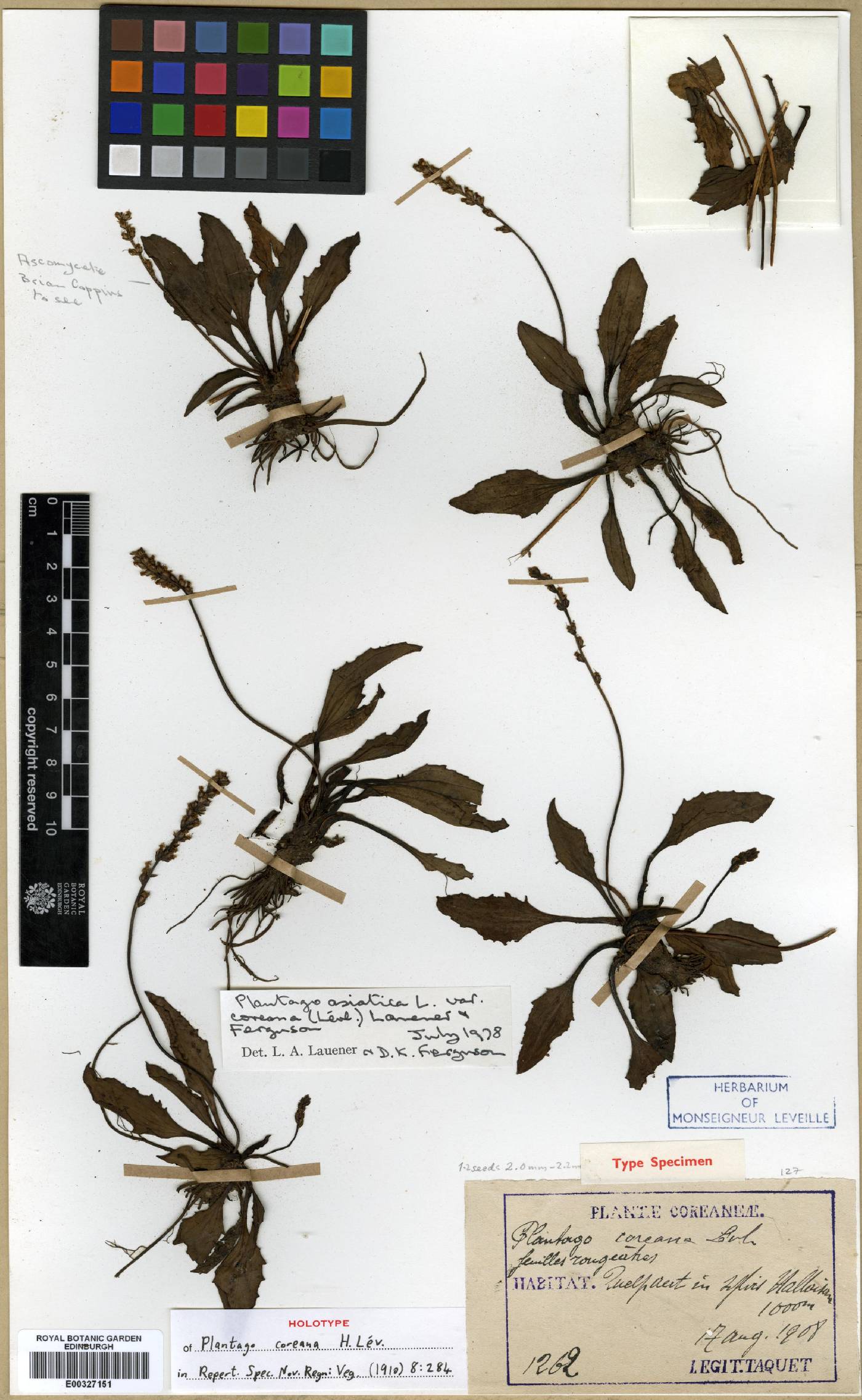 Plantago asiatica image