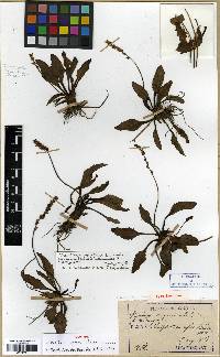 Plantago asiatica image