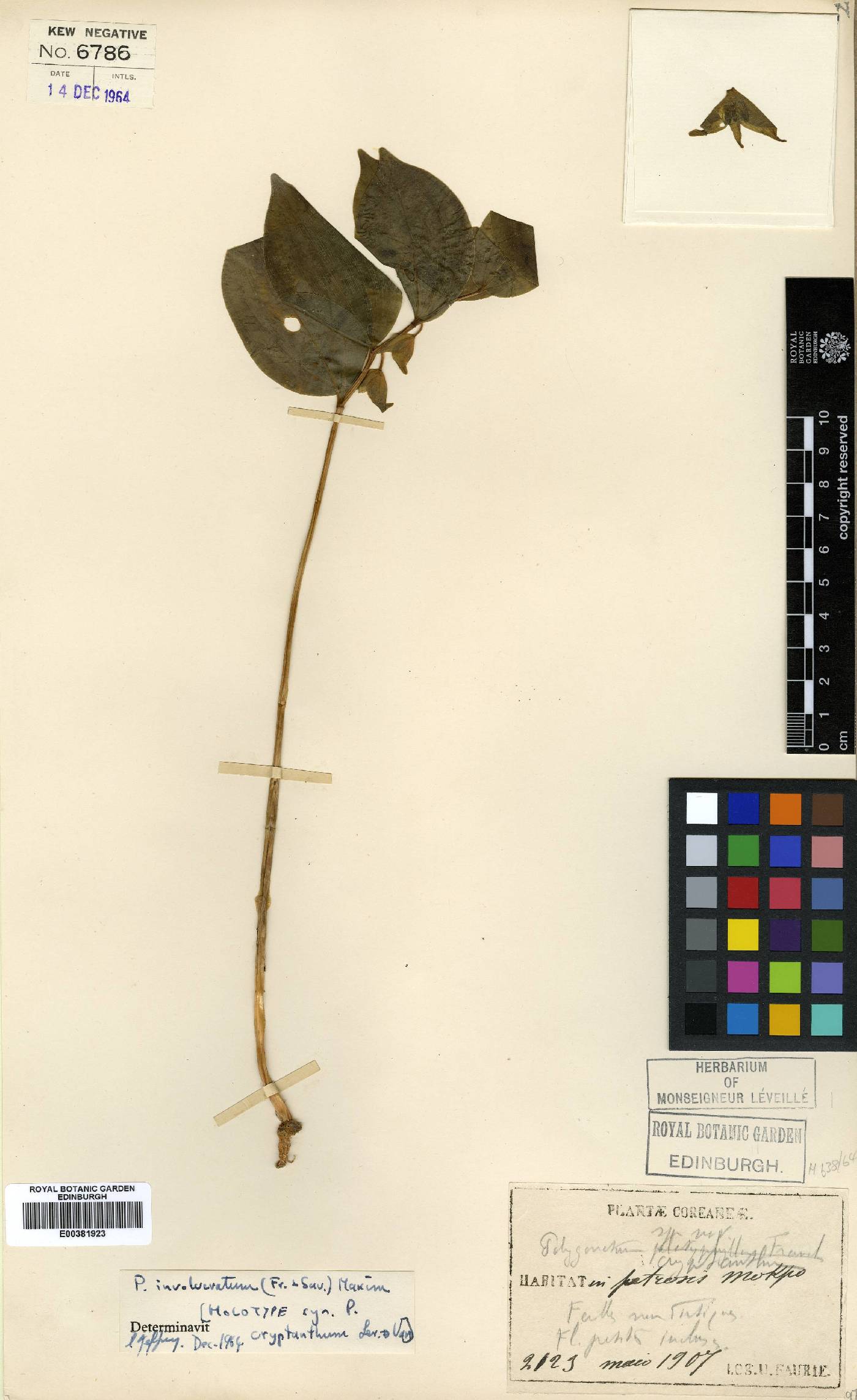 Polygonatum cryptanthum image