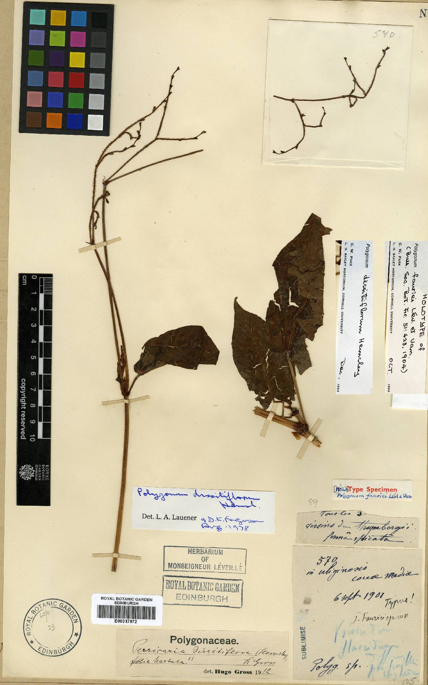 Persicaria dissitiflora image