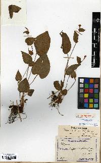 Bistorta suffulta image