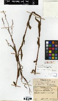 Persicaria posumbu image