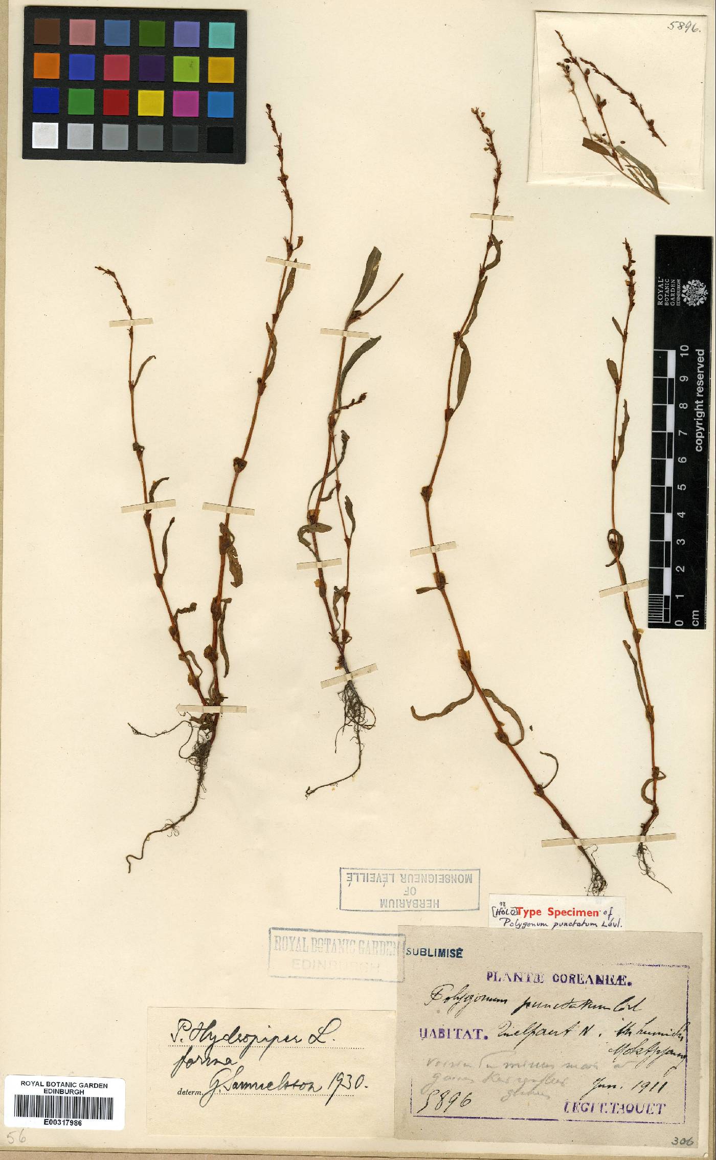 Persicaria nepalensis image
