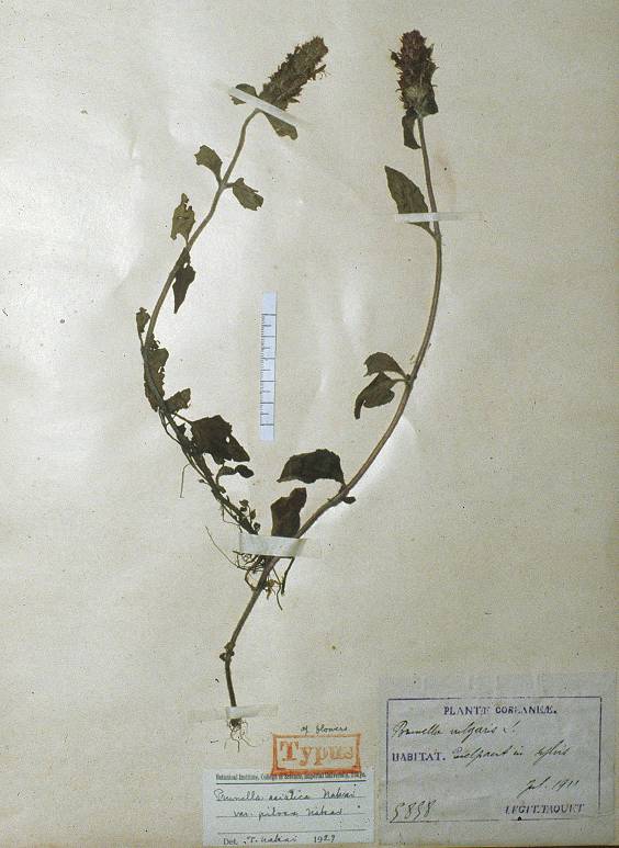 Prunella vulgaris image