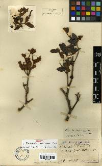 Rhododendron yedoense f. poukhanense image