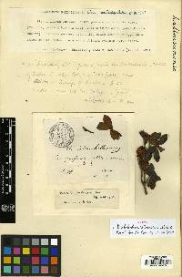 Rhododendron yedoense f. poukhanense image