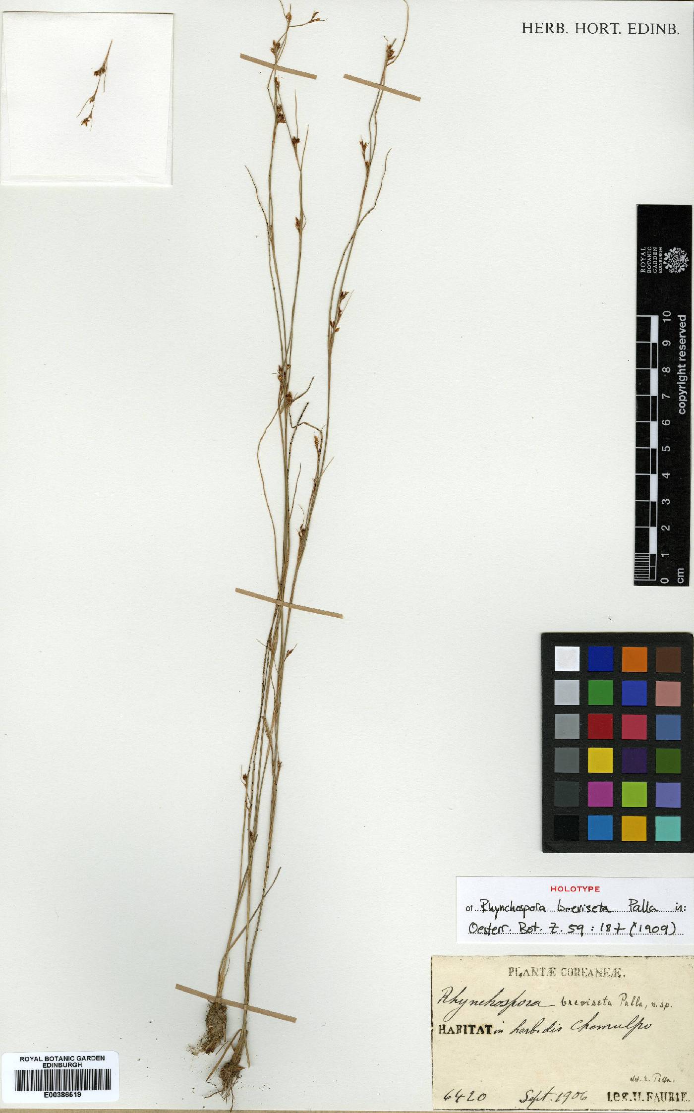 Rhynchospora faberi image