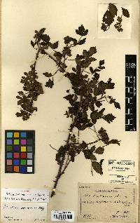 Rubus coreanus image