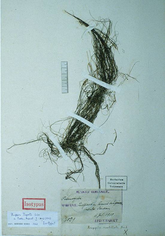 Ruppia maritima image