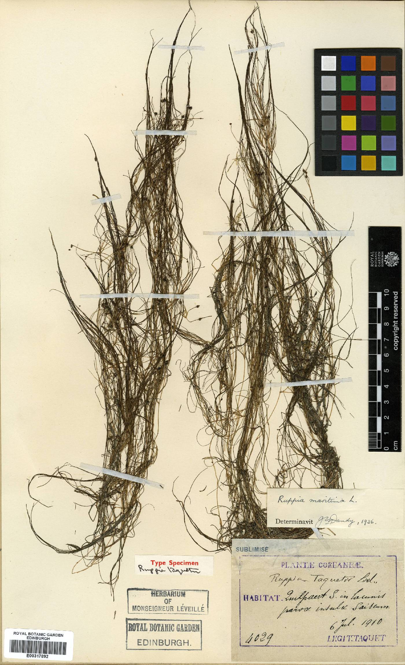 Ruppia maritima image