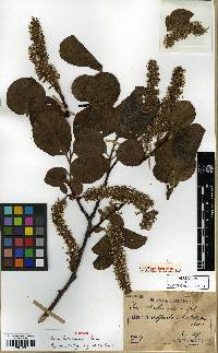 Salix caprea image