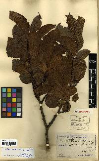 Salix caprea image