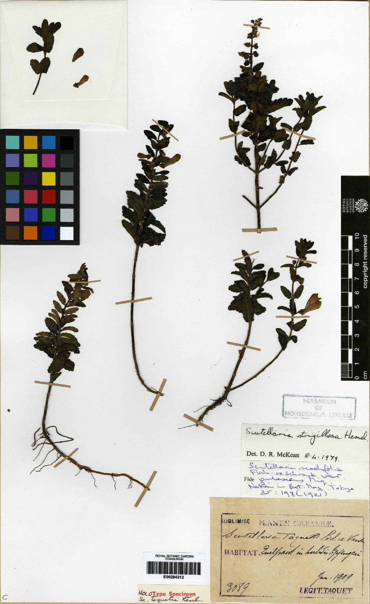Scutellaria strigillosa image