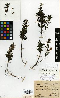 Scutellaria strigillosa image