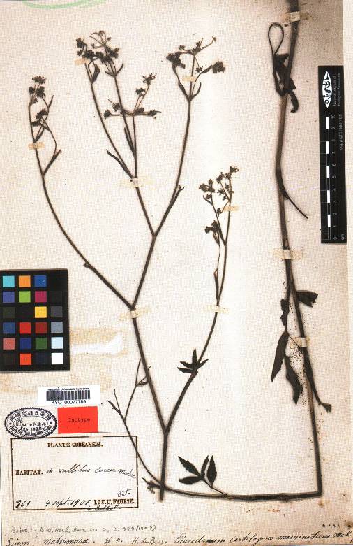 Angelica image