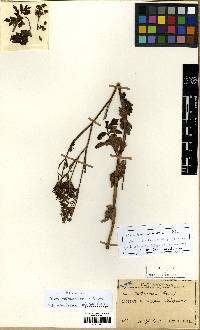 Angelica cartilaginomarginata image