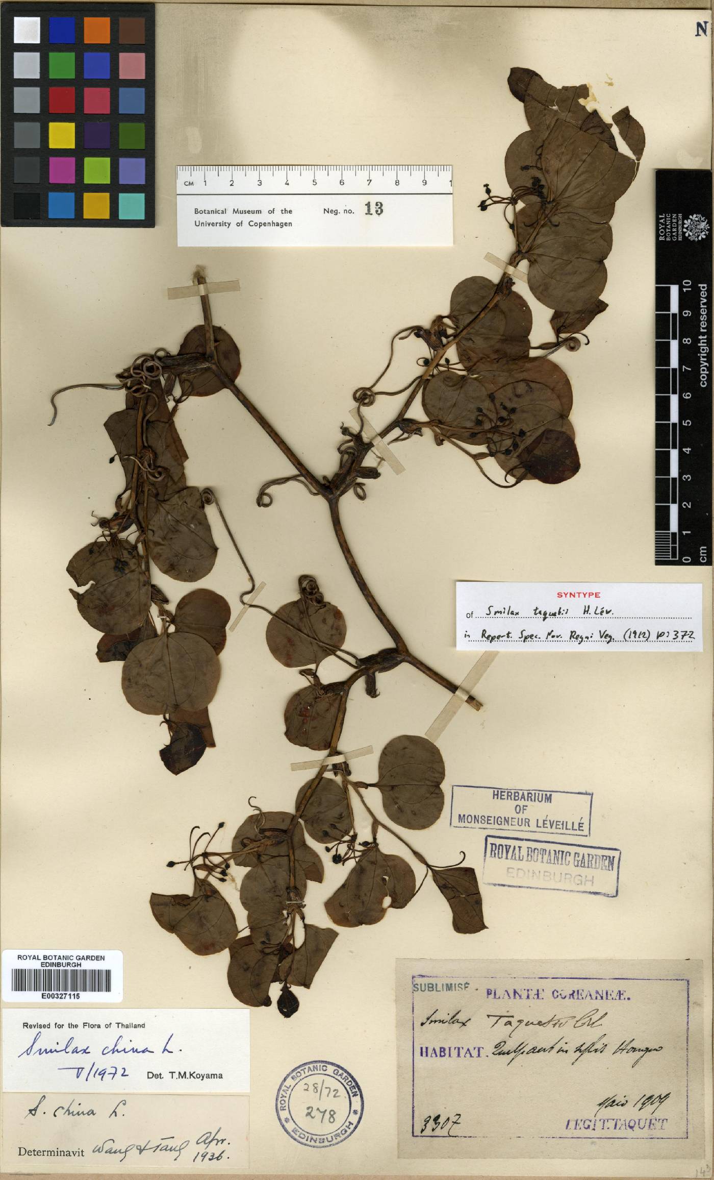 Smilax china image