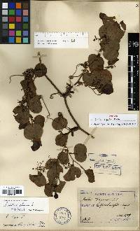 Smilax china image