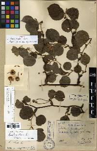 Smilax china image