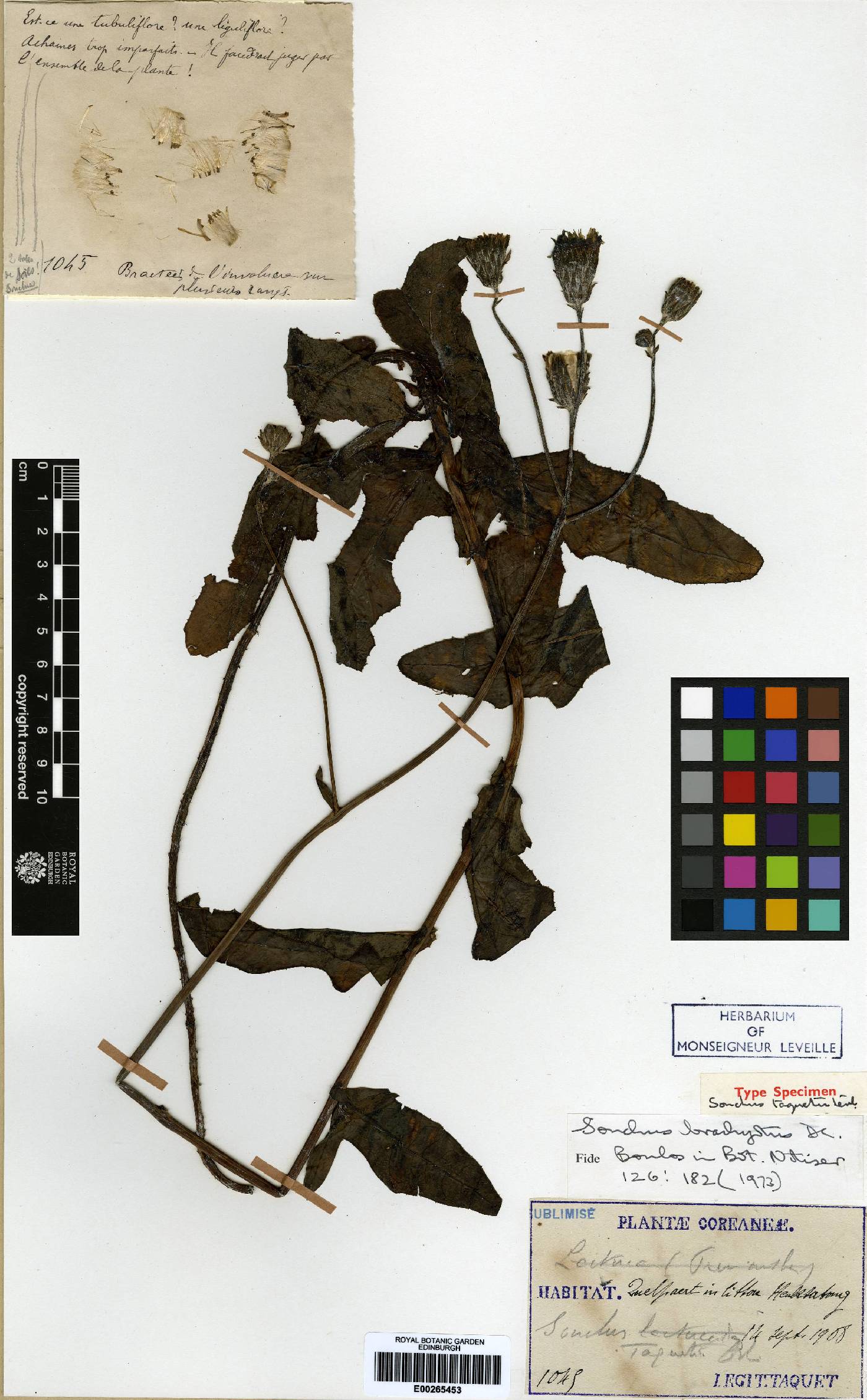 Sonchus brachyotus image