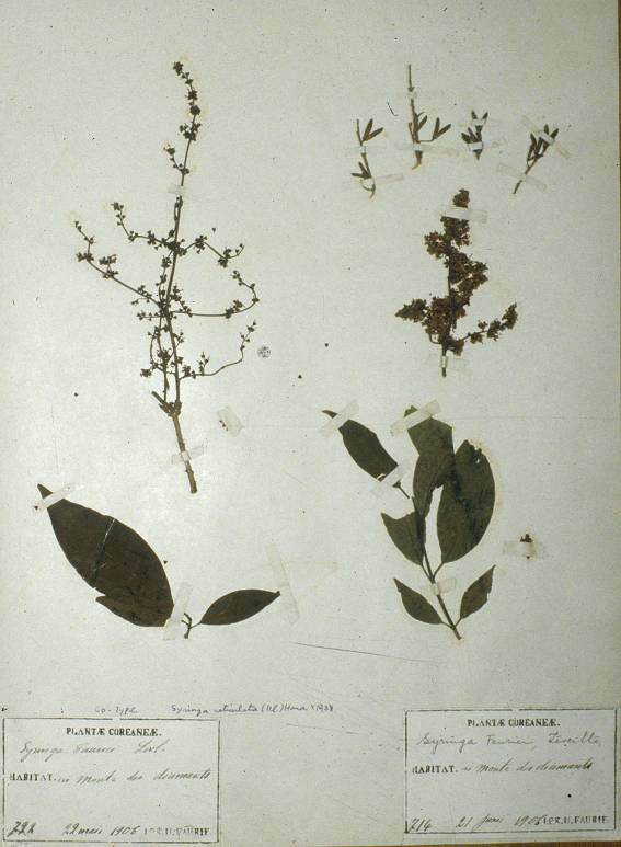 Syringa fauriei image