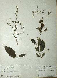 Image of Syringa fauriei