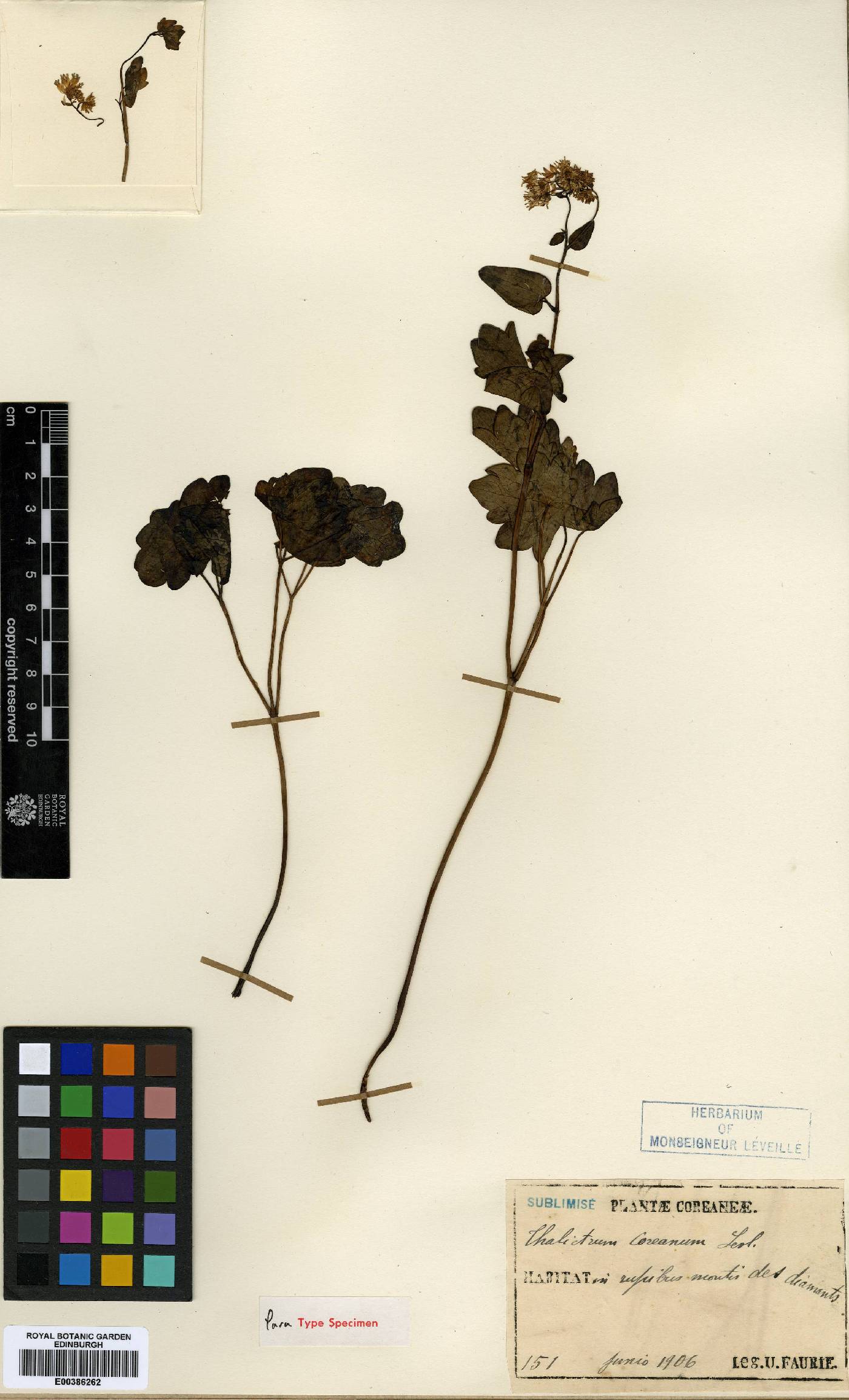Thalictrum ichangense image