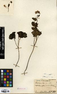 Thalictrum ichangense image