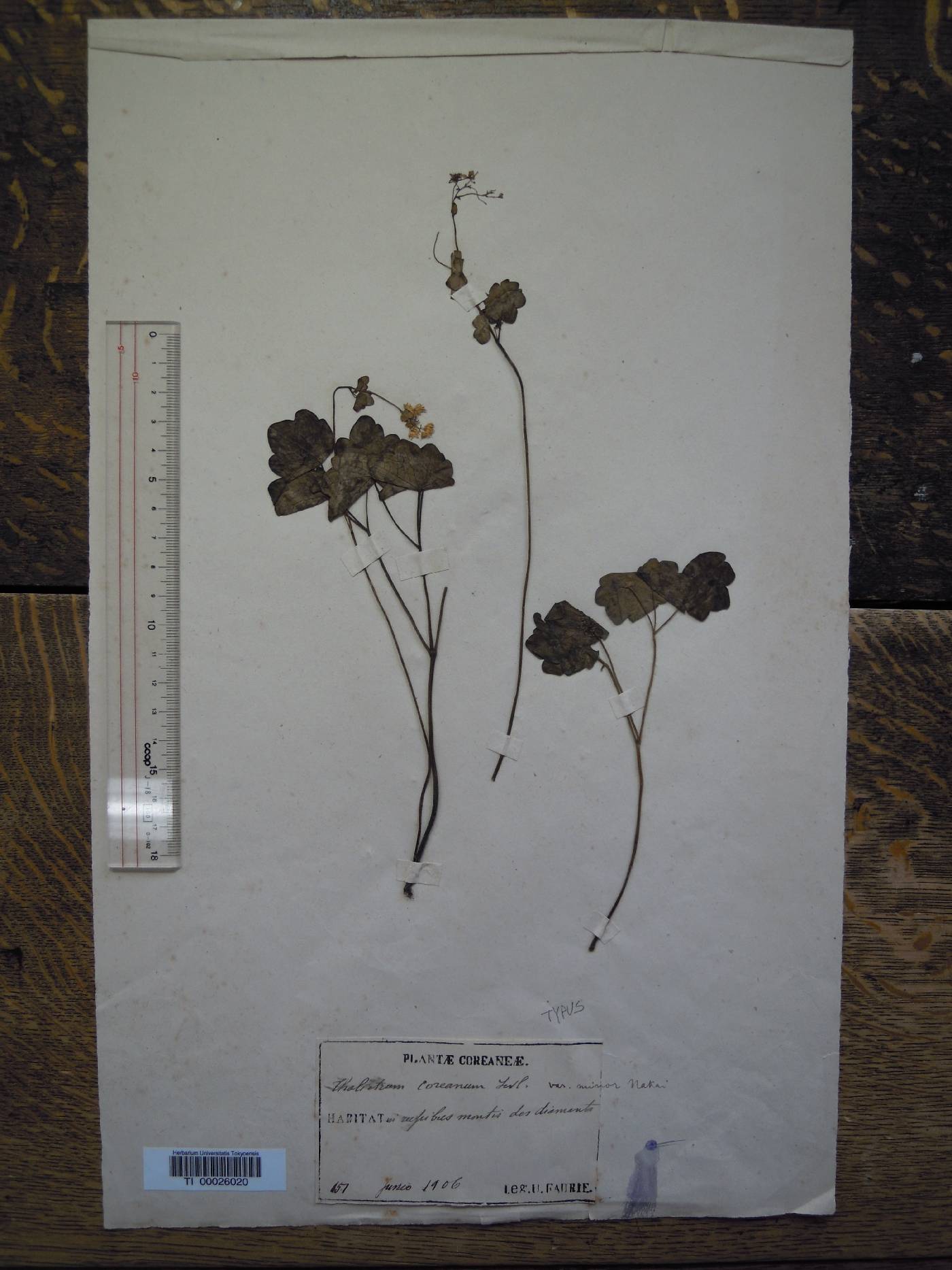 Thalictrum ichangense image