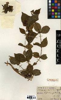 Vicia unijuga image