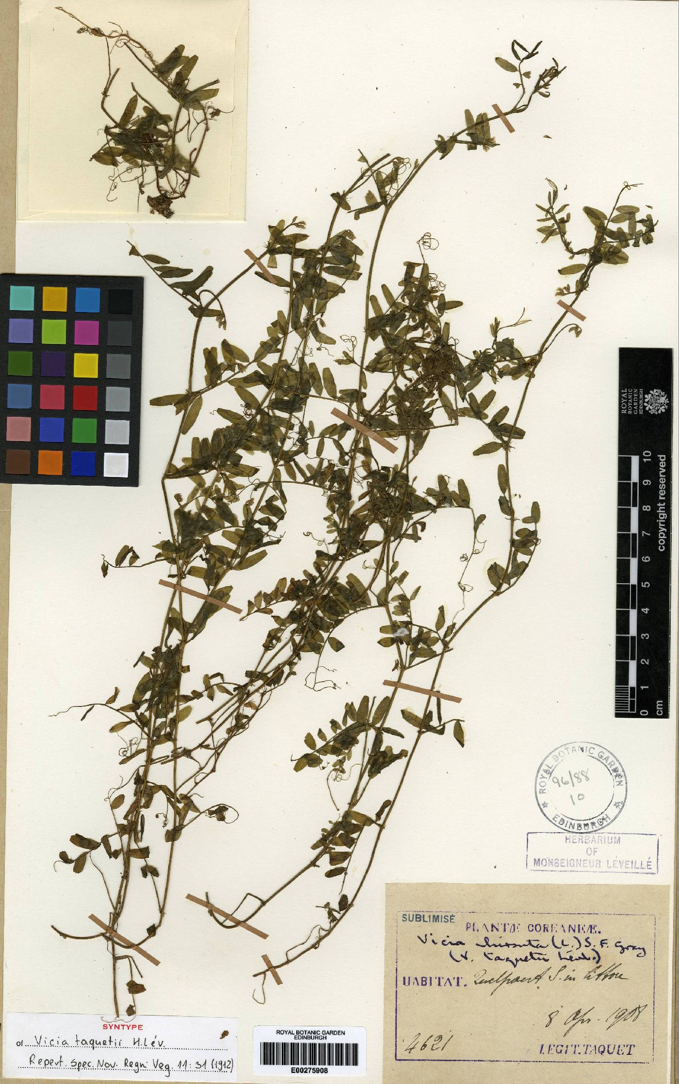 Vicia hirsuta image