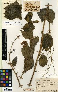 Vicia unijuga image