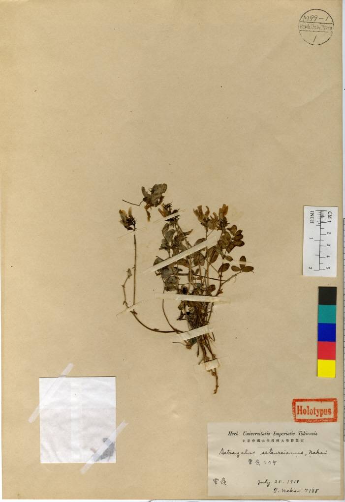 Astragalus image