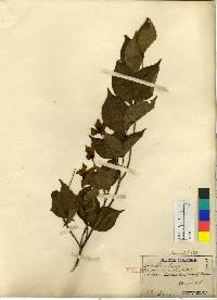 Cornus kousa image