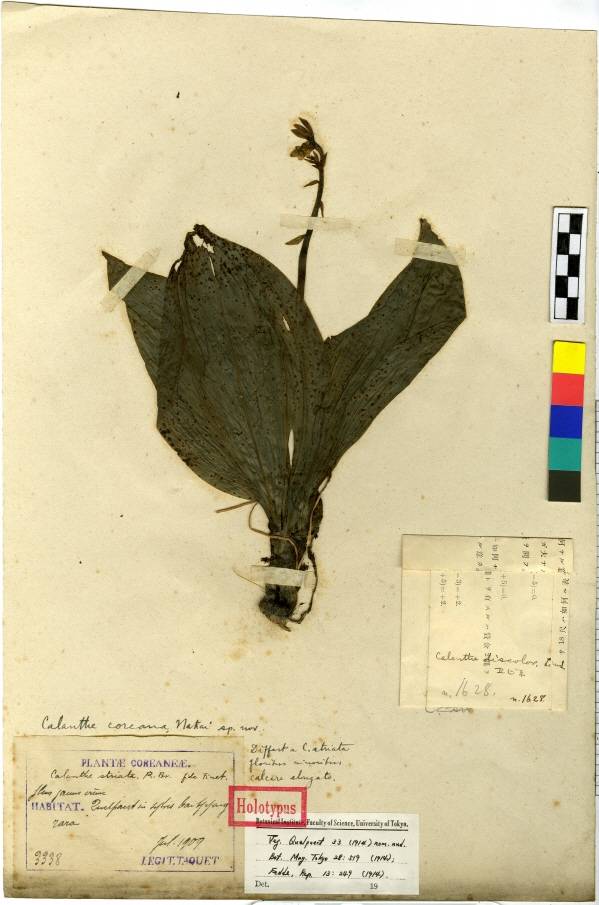 Calanthe discolor image