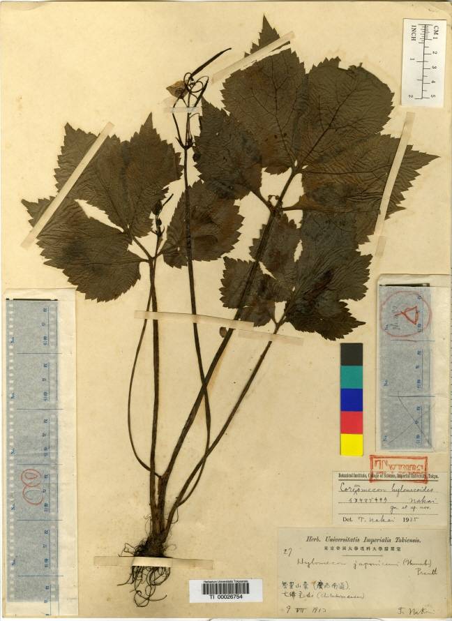 Chelidonium hylomeconoides image