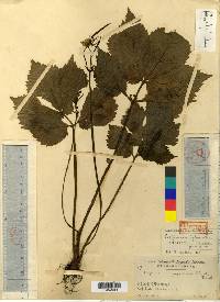 Image of Chelidonium hylomeconoides