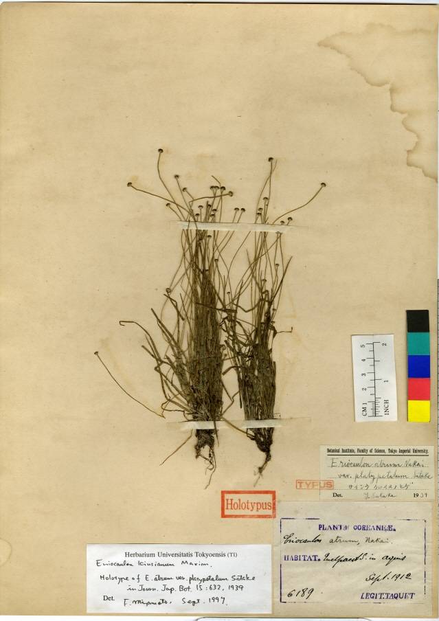 Eriocaulon alpestre image